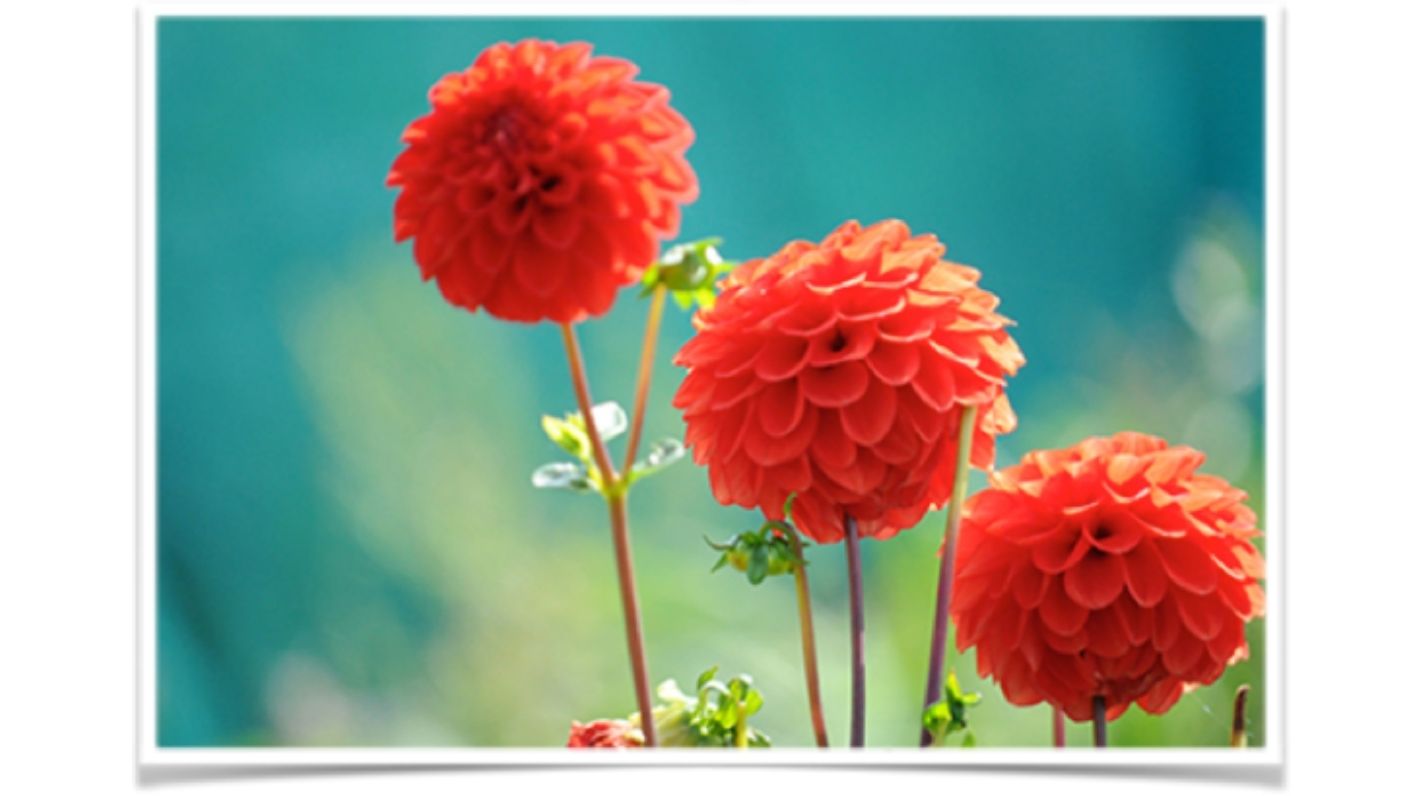 CRISIS DE PAREJA: ¿Libertad o Compromiso? reflexión sobre el vínculo